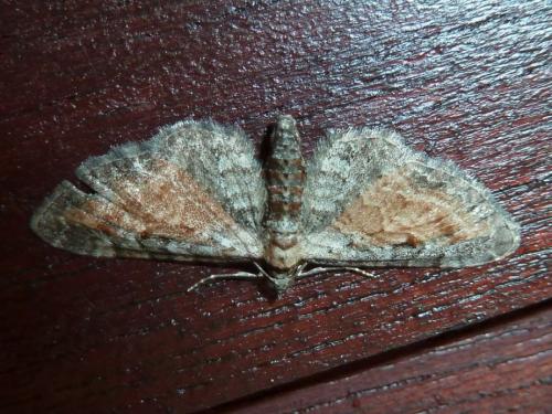 Réf. 190 177 : Eupithecia icterata